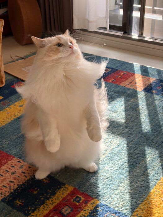 二本足で立つラグドール