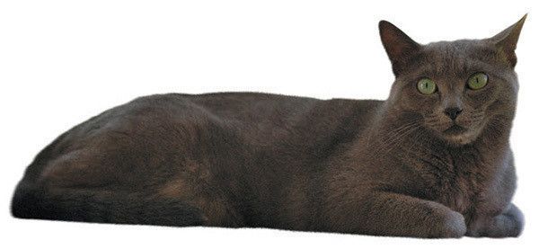 見つめる猫
