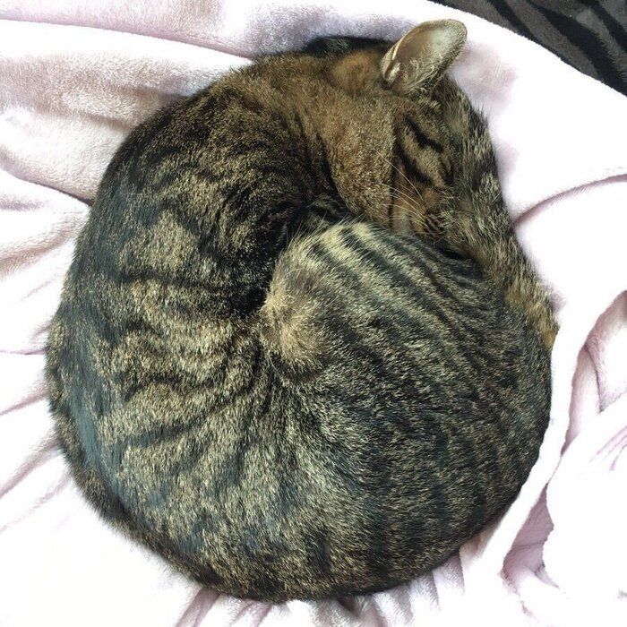 アンモニャイトする猫