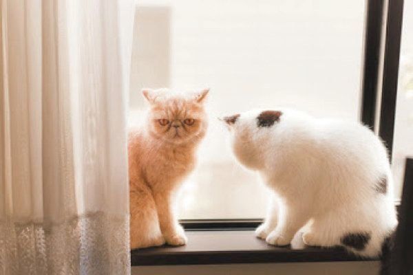 猫のひなたぼっこ