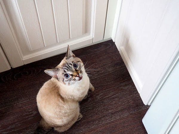 見上げる猫