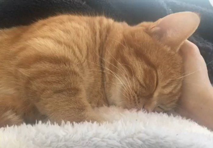 眠るマンチカン
