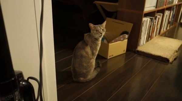 見つめる猫