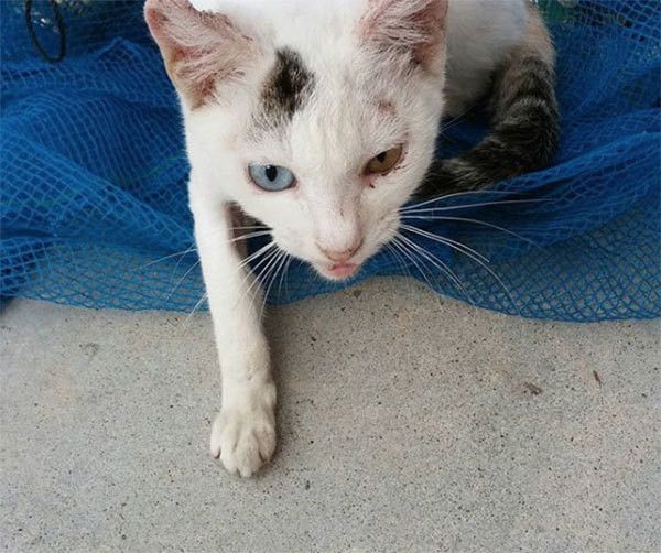 瀕死の子猫