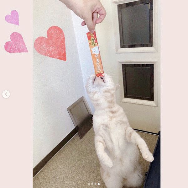 ちゅ〜るを食べる猫