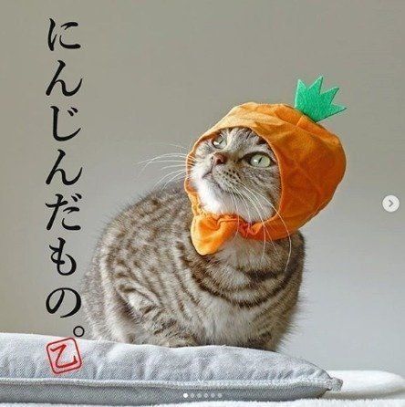 さまざまな野菜のかぶりものを試す看板猫