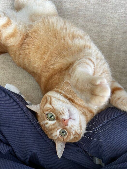 飼い主を見上げるみんたくん