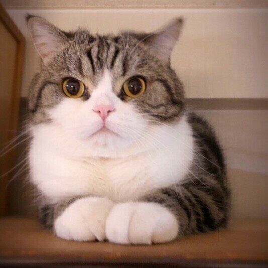 伏せをする猫