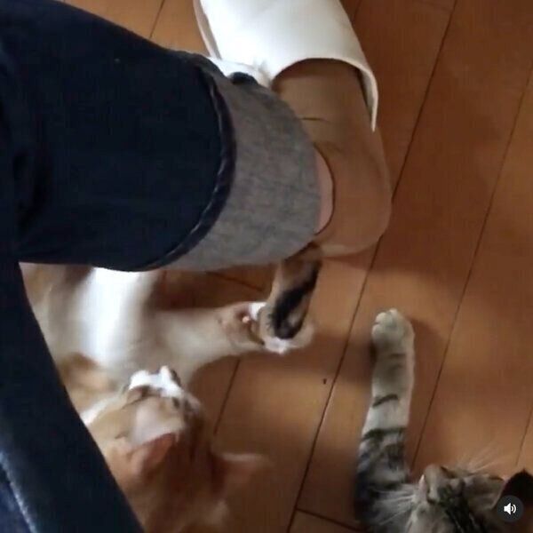 飼い主さんの靴下に付いたしっぽを狙う猫たち