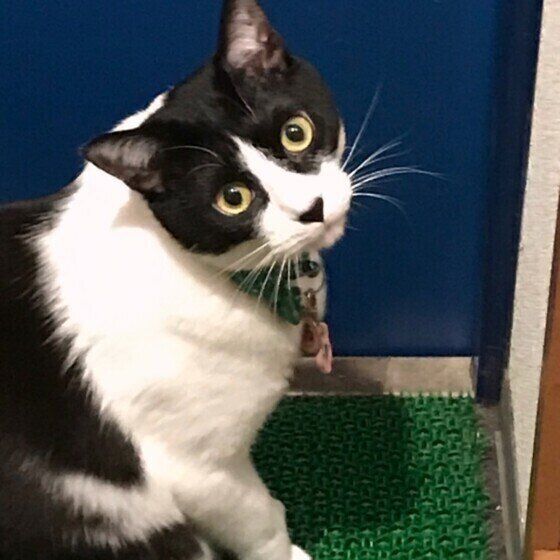 玄関で待つ猫