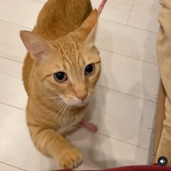 アピールするちのくん