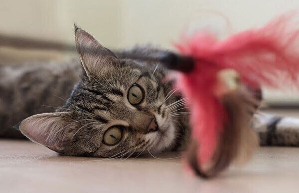 おもちゃを見つめる猫