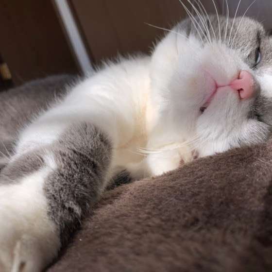 休憩する猫
