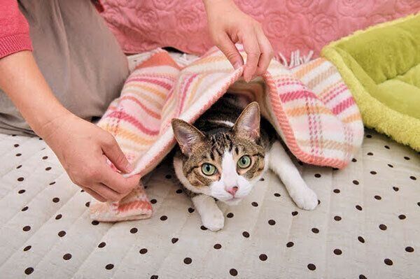 猫に毛布をかけようとする飼い主さん