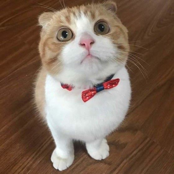 マンチカンのちゃちゃ丸くん