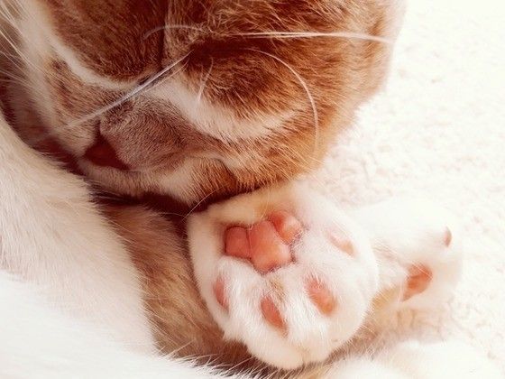 肉球を枕に