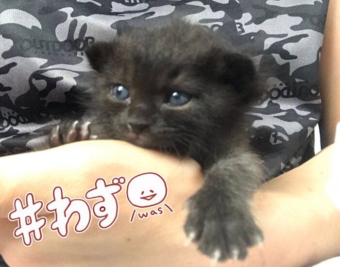 ミニモグラのようなドンちゃん