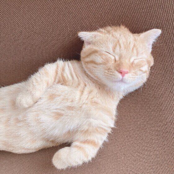 仰向けで寝る猫