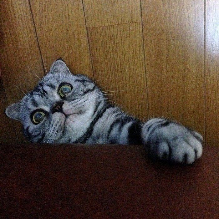 @tacos_cat