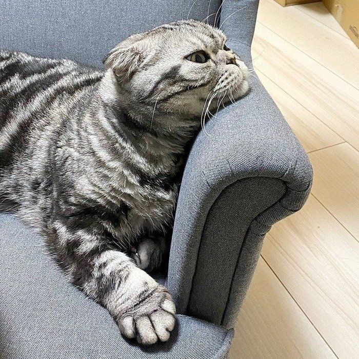 @tacos_cat