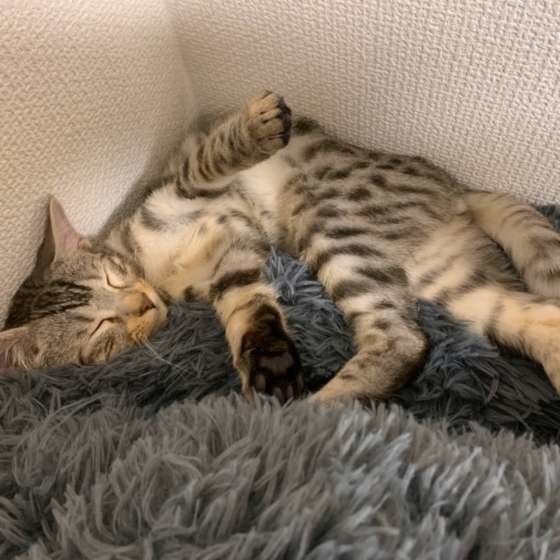 すごい寝相で眠る猫(ベンガル、オス)