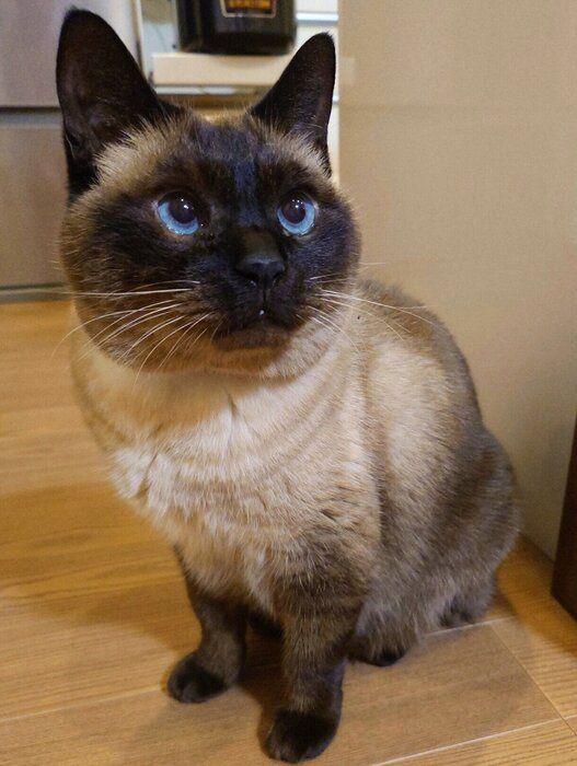 11才になったルシウスくん