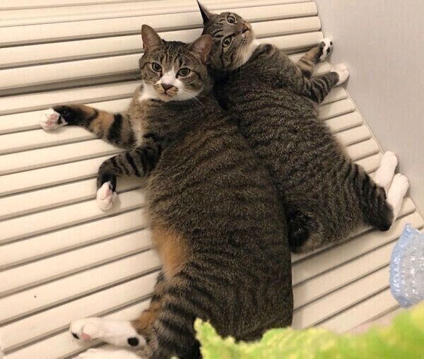 お風呂場でまったりするちゃむのすけくんと兄弟猫・まるきちくん
