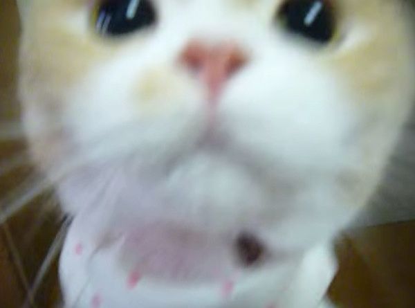 カメラに突撃する猫