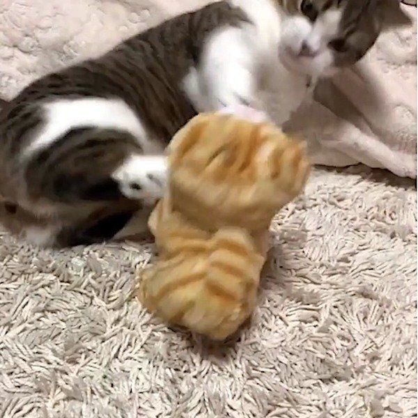 マンチカン
