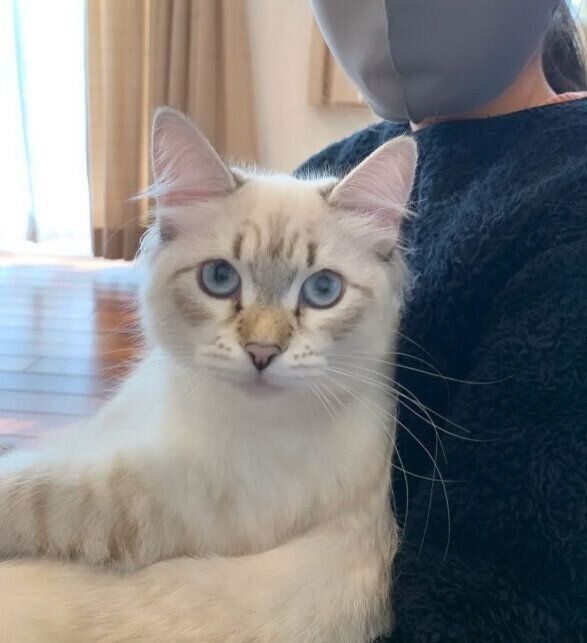 子猫時代のサイベリアン