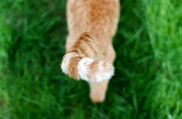外を歩く猫