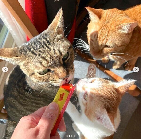 ちゅ〜るを食べるSUNちゃん、そうちゃん、ふくちゃん