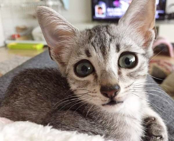 見つめる猫