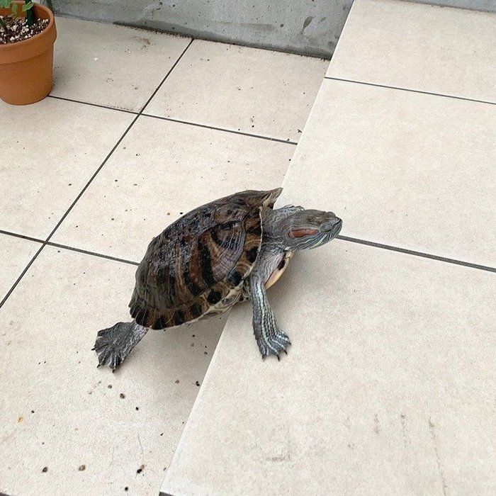 @tacos_cat