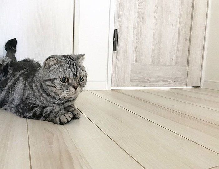 @tacos_cat