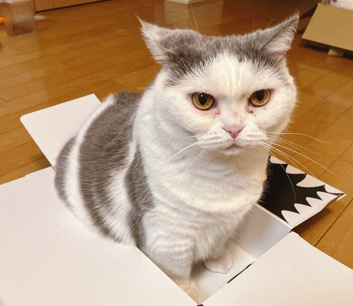 箱に入るちよちゃん