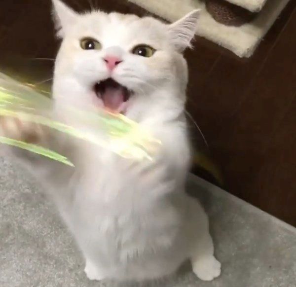 猫じゃらしで遊ぶマンチカン
