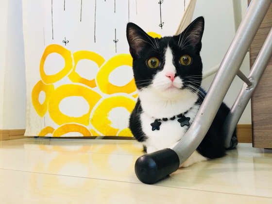 白黒猫のキキくん