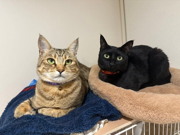 おとなの猫へと成長したブランくんとノワールくん。