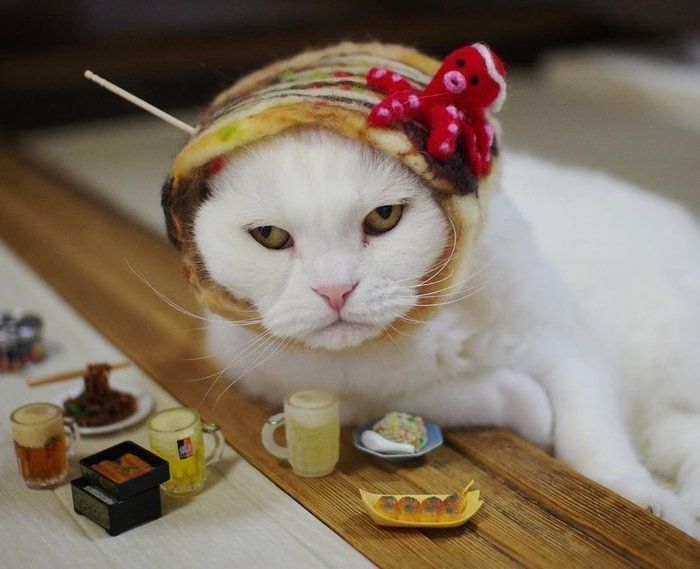 たこ焼きになりきるタマちゃん