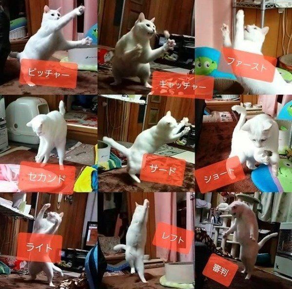 野球猫