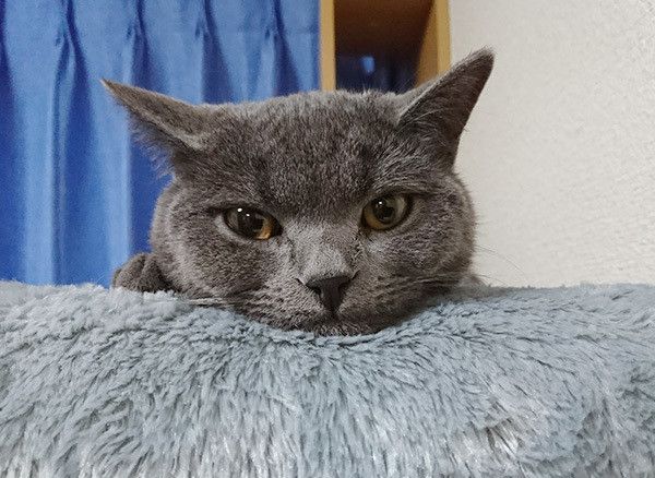 見つめる猫