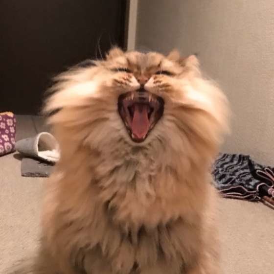 口を開けるペルシャ