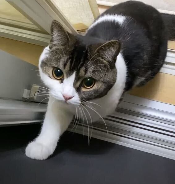 虫を狙う猫