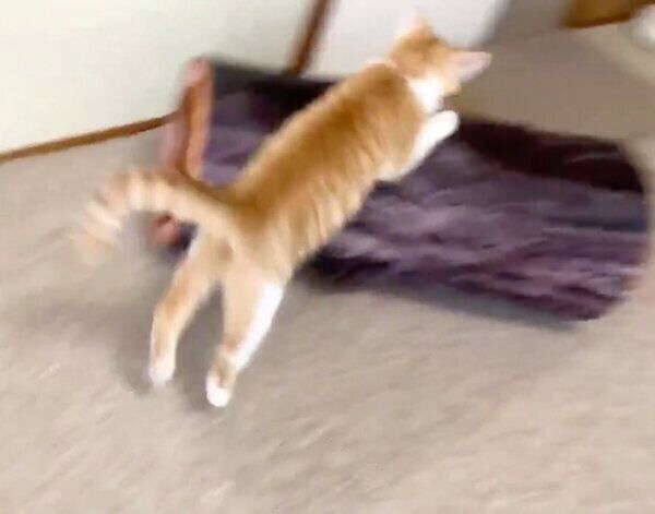 ジャンプする猫ちゃん