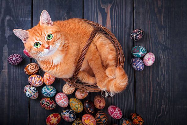 カゴでくつろぐ猫