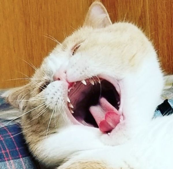 おじさんに見える猫