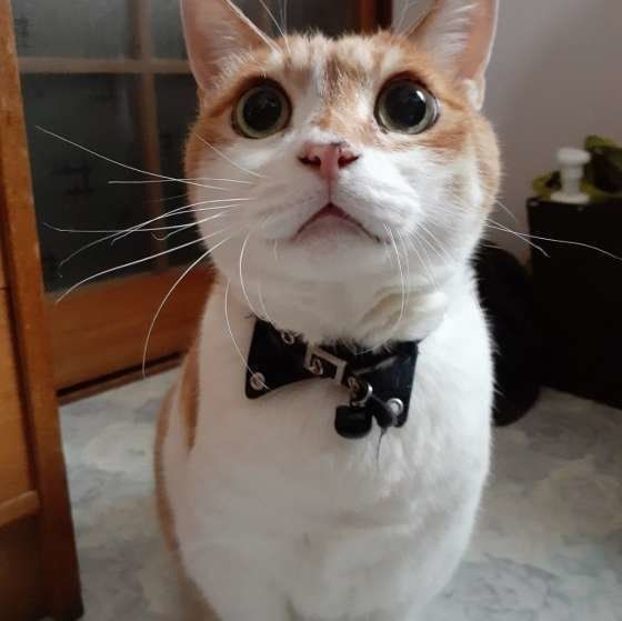 見上げる猫