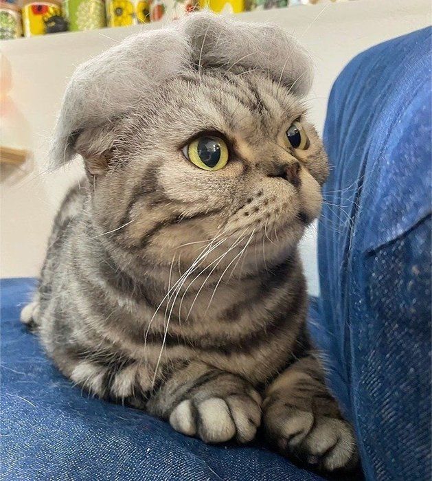 @tacos_cat