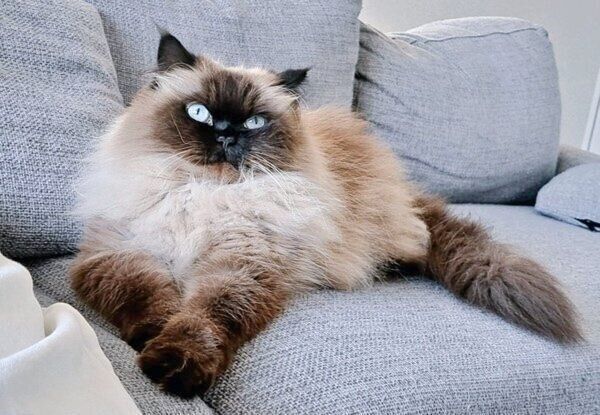 ソファでくつろぐハルくん。